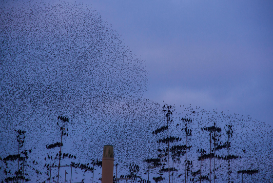 murmuration story